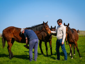 Paul and Jake inspecting yearlings